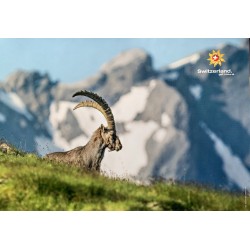 Hans Lozza. Switzerland. Ibex, Graubünden. Vers 2000.