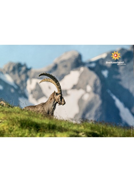 Switzerland. Ibex, Graubünden. Vers 2000.