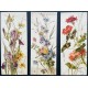 Mary Golay. 5 planches de fleurs d'après nature. Vers 1900.