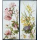 Mary Golay. 5 planches de fleurs d'après nature. Vers 1900.